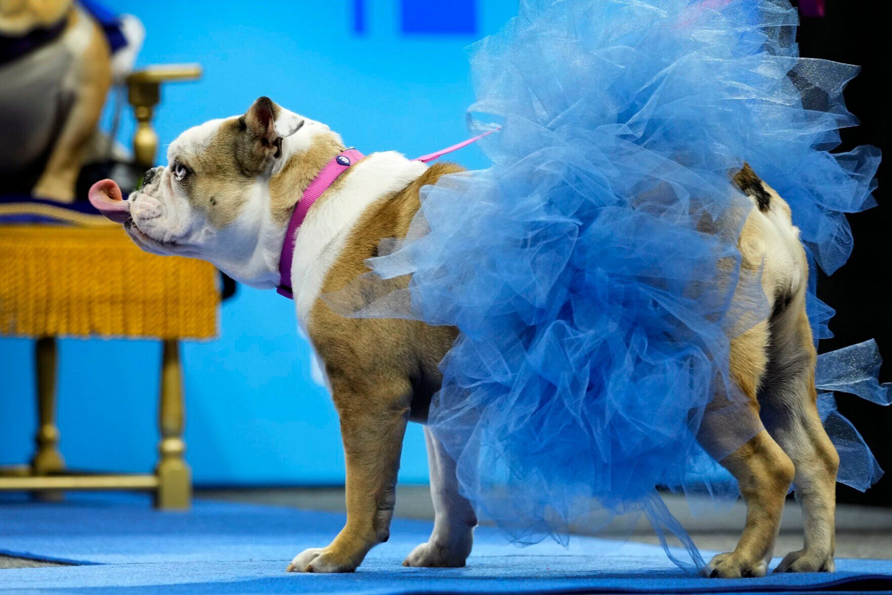 Beautiful Bulldogs